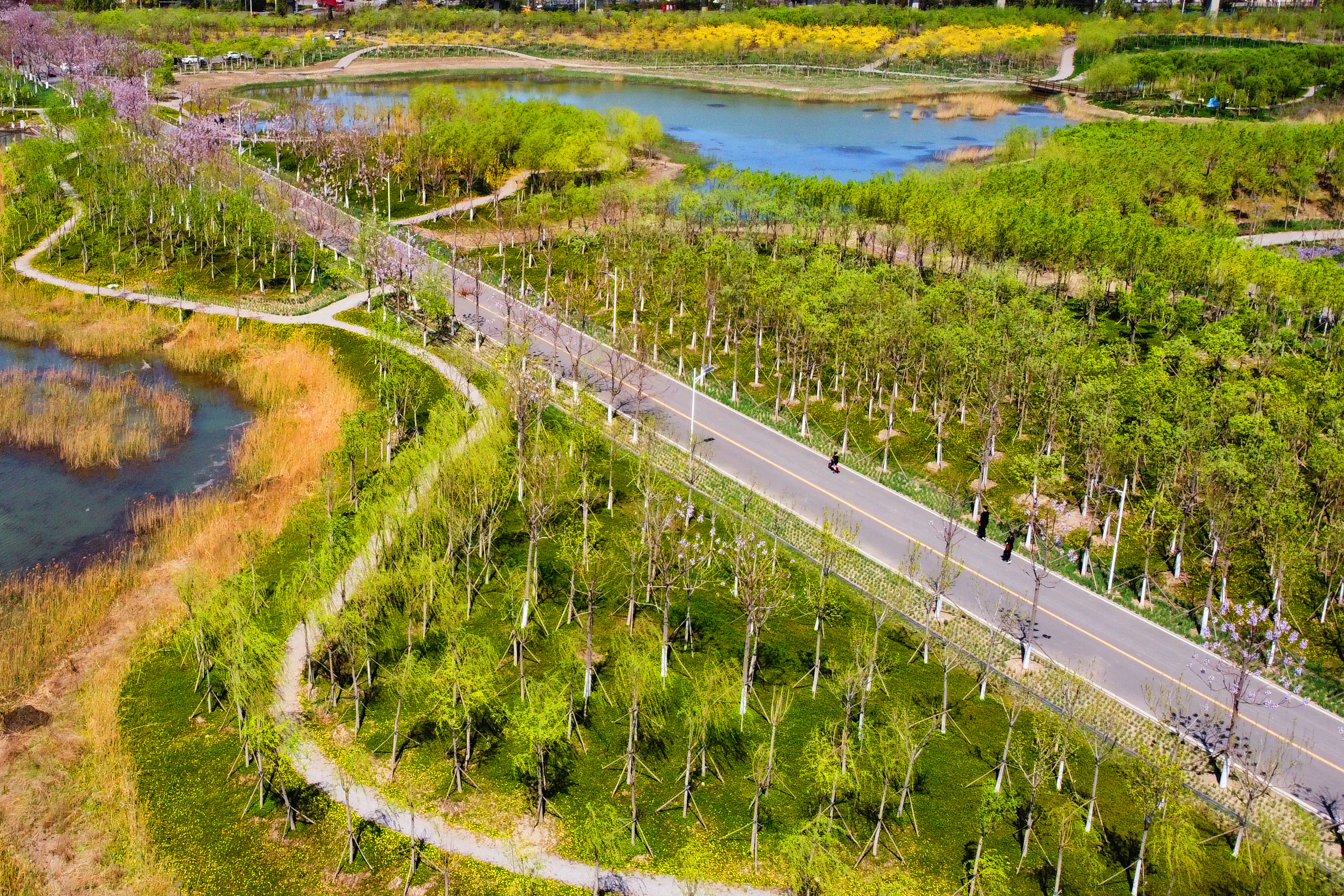 生态廊道绿意浓