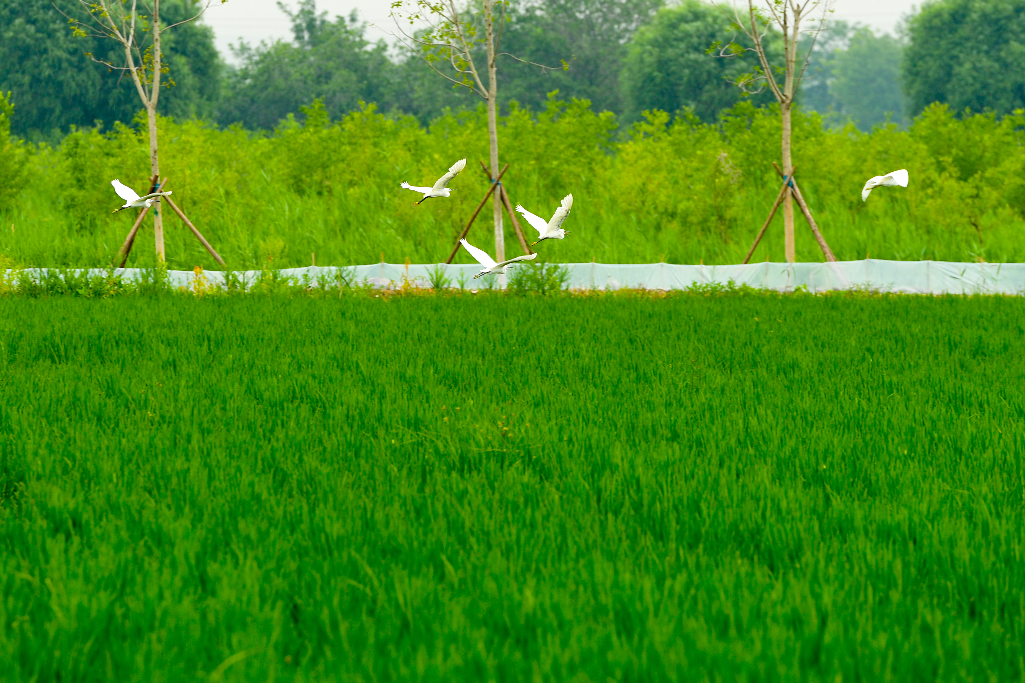 东丽区绿色生态屏障展露新姿